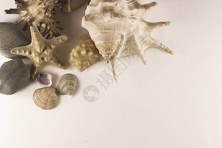 白底海星贝壳和石头旅行概念图片