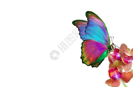 明亮的彩色蝶上白色孤立明亮的五颜六色的蝴蝶在飞行中美丽的多图片