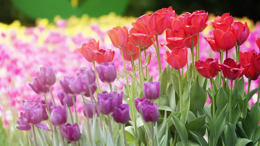 美丽的郁金香花朵在冬或图片