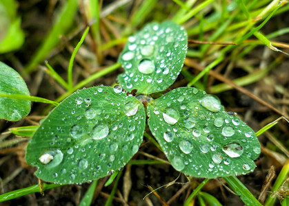 清晨绿叶上下雨滴产生对莲超级水利缺图片