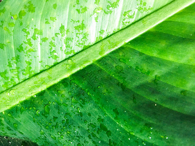 绿叶纹理背景的滴水设计用壁图片
