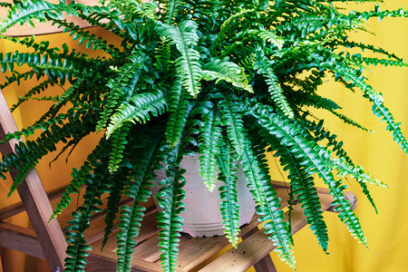 现代家居室内的绿色盆栽蕨类植物图片