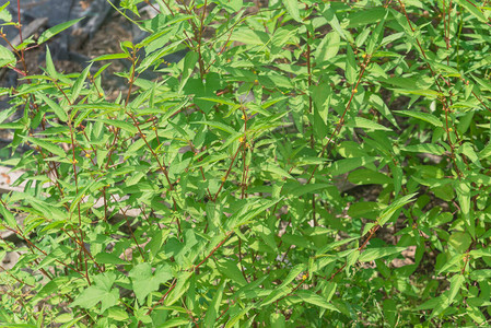 美国德克萨斯州休斯敦黄麻植物叶茂盛的背景背景图片