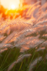 白花草背后的炽热夕阳盛开图片