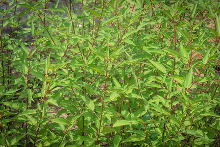 美国德克萨斯州休斯敦黄麻植物叶茂盛的背景背景图片