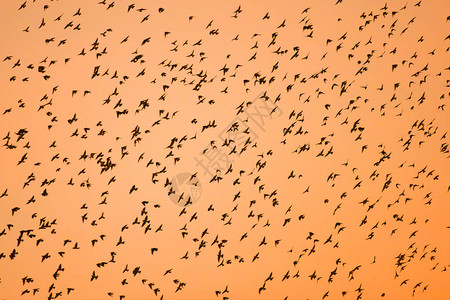 在日落的天空中飞翔的大库Shrike羊群的魔术迁徙的野鸟老挝泰国边境图片