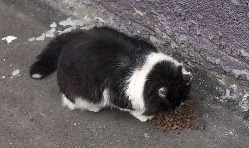 一只流浪猫吃好人喂它的食物图片