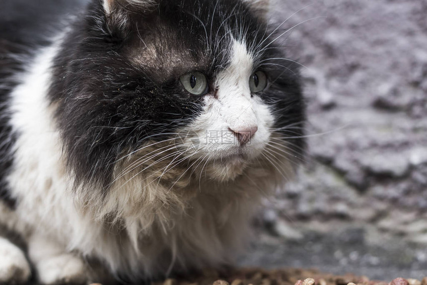 一张悲伤的老流浪猫的脸图片