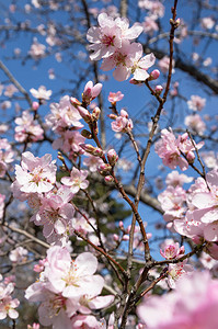 开花的树枝和有果树芽的树枝在蓝天背景图片