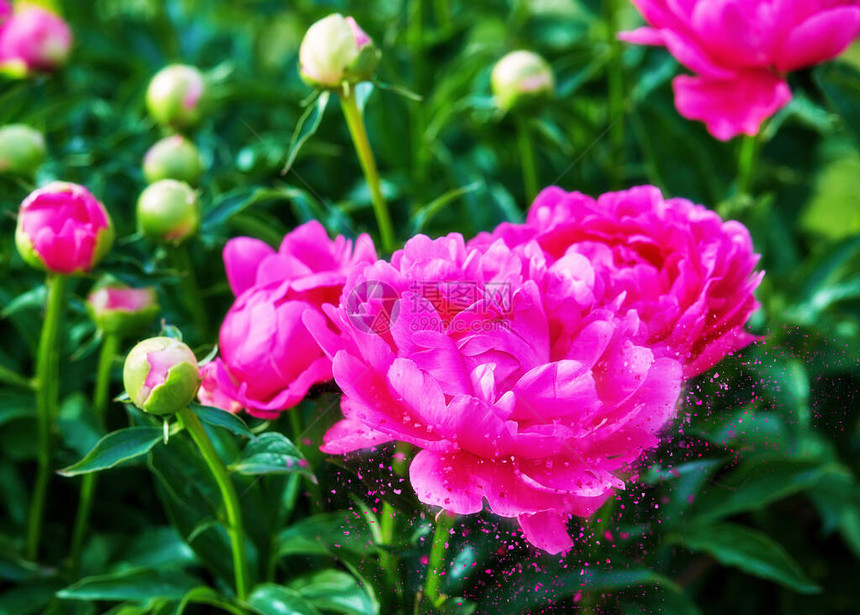 在莫斯科的植物园里花朵是粉红色阳光明图片