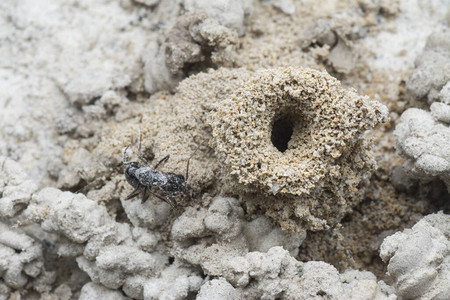 被沙虫粪便包围的蚁巢图片