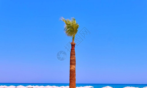位于塞浦路斯拉纳卡的长棕榈树蓝图片