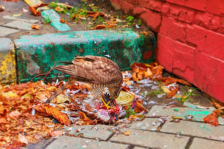 饥饿的鹰在莫斯科街头吃死乌鸦图片