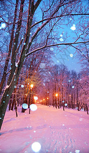 莫斯科有雪树的俄罗斯著名校园寒冬树小巷夜景Thang图片