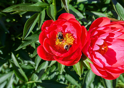 在莫斯科夏季植物园的粉红色阳光明媚的鲜花和小蜜图片