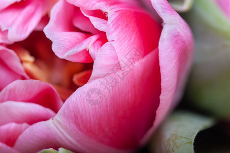 粉色美丽的郁金香有图片