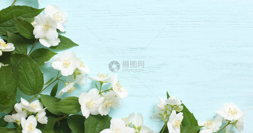 蓝色木质背景上的茉莉花和年轻绿叶框架图片