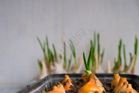 家庭植物的发芽成长概念健康饮食概念图片