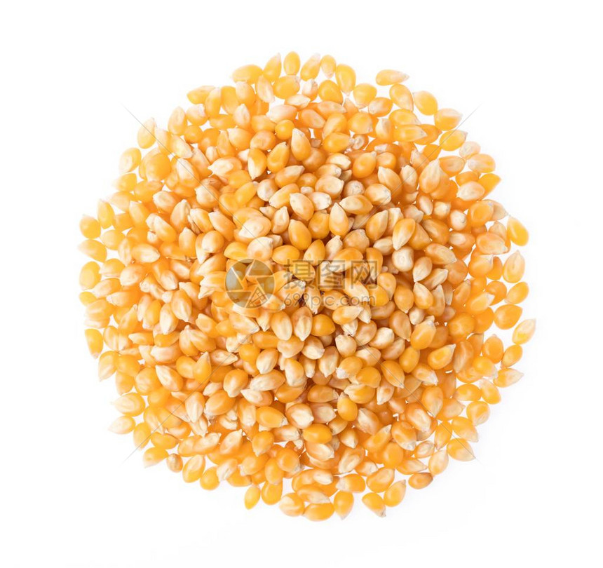 在白色背景上分离的玉米种子图片