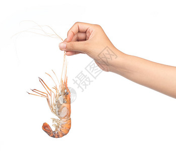 手握着虾肉在白色图片