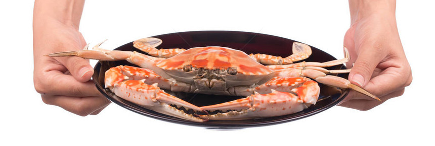 手握着用盘子准备的煮螃蟹在白色图片