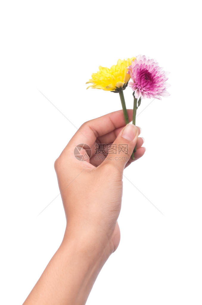 手拿着黄色和紫色的菊花束白本上隔图片