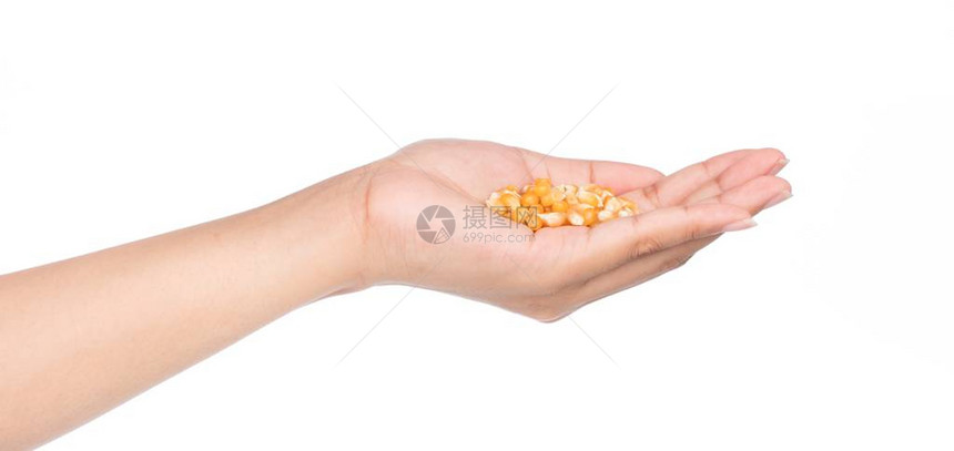 手拿着在白色背景上隔离的玉米种子图片