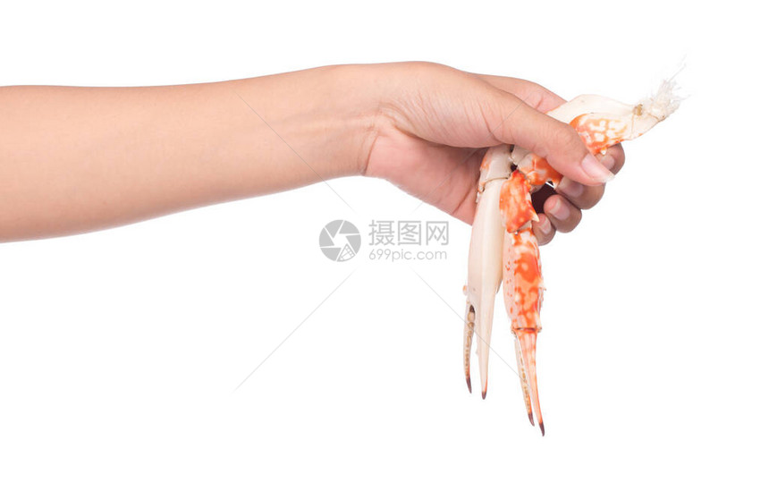 手握爪蟹在白色背景下被隔离图片