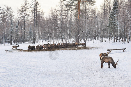 鹿群冬天在Maral农场觅食图片