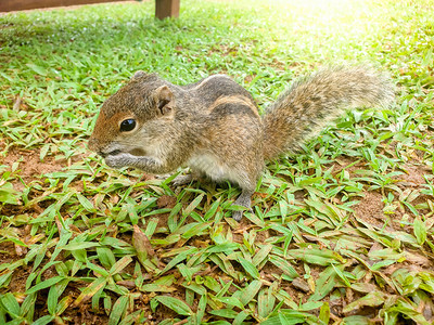 可爱热带棕榈松鼠在草地上图片