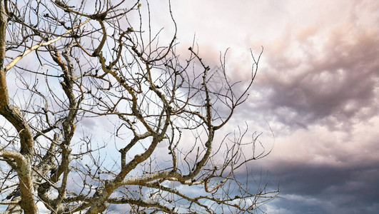 树枝的树枝与阴云图片
