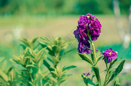 淡出美丽的紫色花朵带有明亮夏季彩色图片
