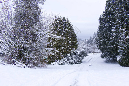 莎士比亚花园覆盖在斯坦利公园的雪中温哥华的雪落和图片