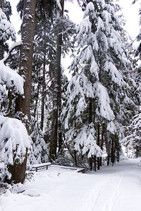 海狸湖步道的视图与背景中覆盖着雪和松树的长凳温哥华暴风雪期图片