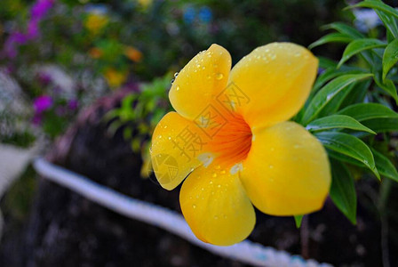 花园里露珠湿透的黄铃花图片