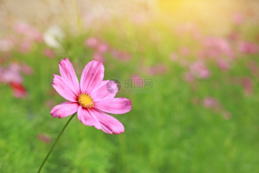 近的粉红色宇宙花朵开在夏季花园田地上图片