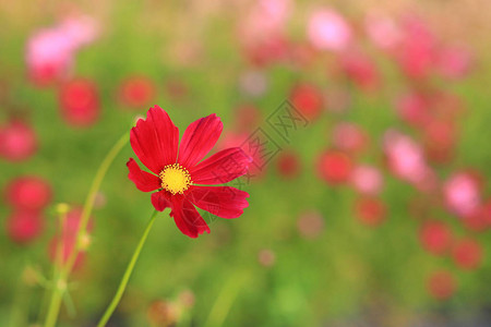 在自然园艺背景中红宇宙花朵图片