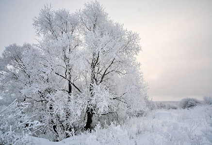 美丽的风景雪图片