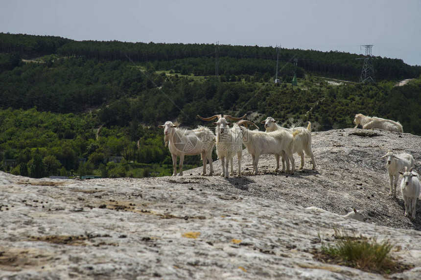 山上的野山羊春日克里米亚图片