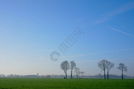 在寒冬秋天的风景中田地上一连棵大树雾和日出造成图片