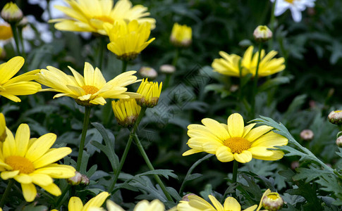 常年黄色的菊花图片
