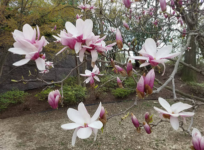 春节时在盛开的花瓣上和粉红色花瓣图片