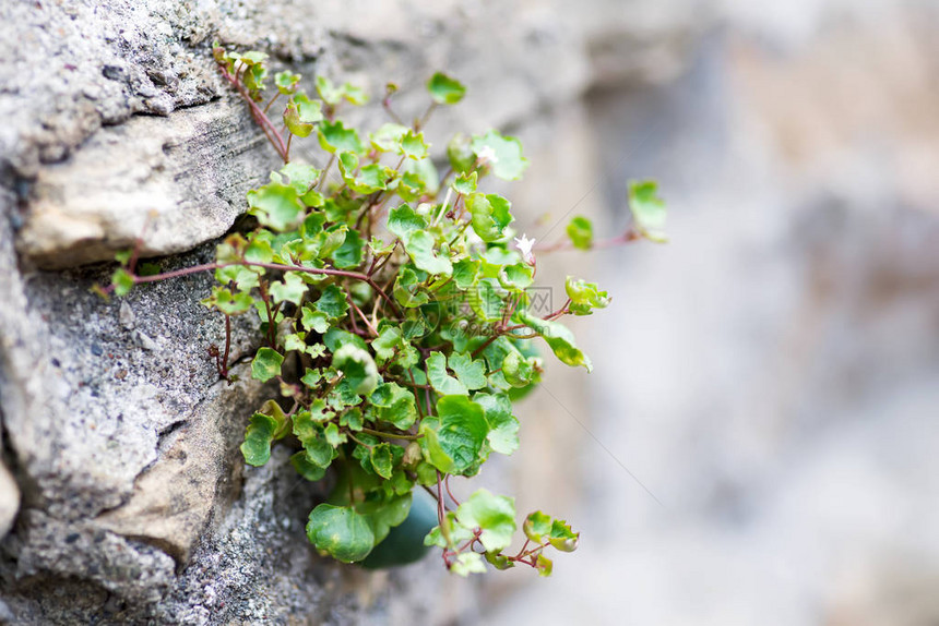 绿色植物盖着石头的墙壁图片