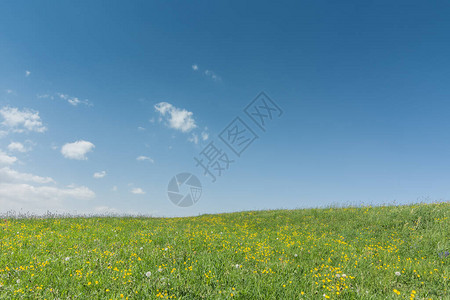 花朵草地多彩有天空有云图片