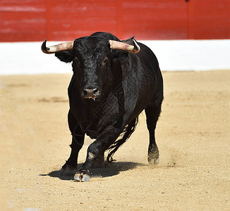 一头西班牙黑公牛在传统的斗牛表演图片