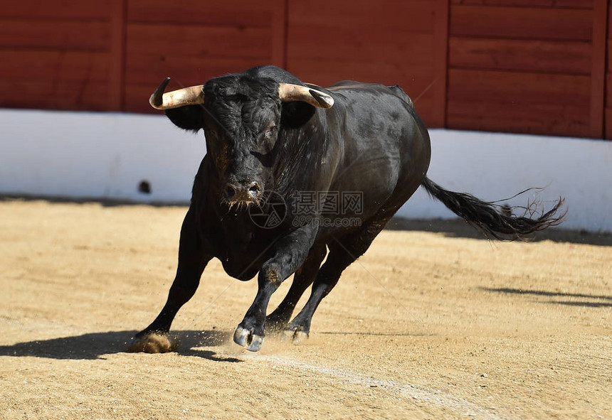 一头西班牙黑公牛在传统的斗牛表演图片