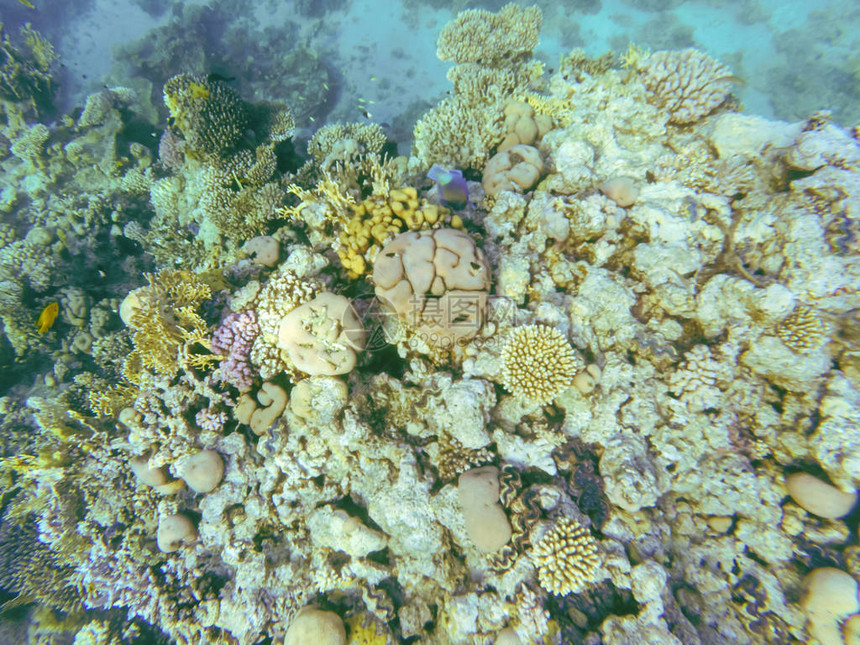 许多丰富多彩的热带鱼炭疽类食用在埃及红海的一个珊瑚礁图片