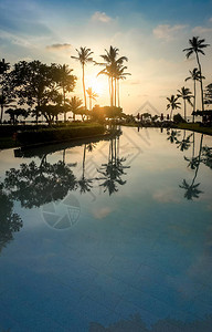 在酒店度假胜地游泳池的椰子棕榈上美图片