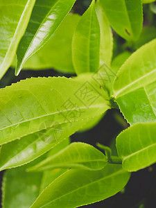 茶叶树上种植的顶端绿茶图片