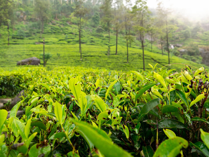 清晨茶叶种植园绿色茶叶顶端图片